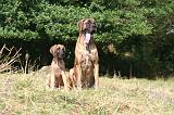 DOGUE ALLEMAND 951